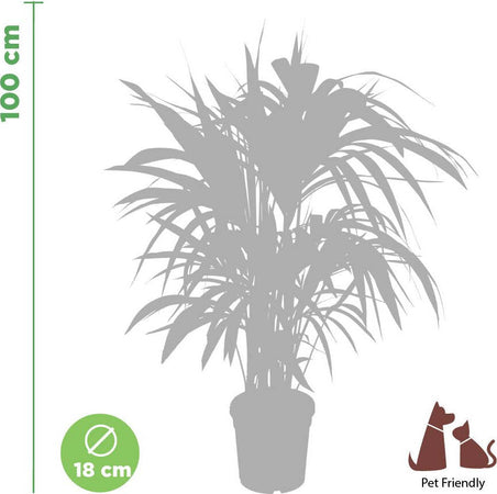 Palma di Kenzia Howea forsteriana (Kentia) Pianta Tropicale in Vaso Giardino e giardinaggio/Giardinaggio/Piante da esterno/Siepi e cespugli Maxbest Plants - Messina, Commerciovirtuoso.it