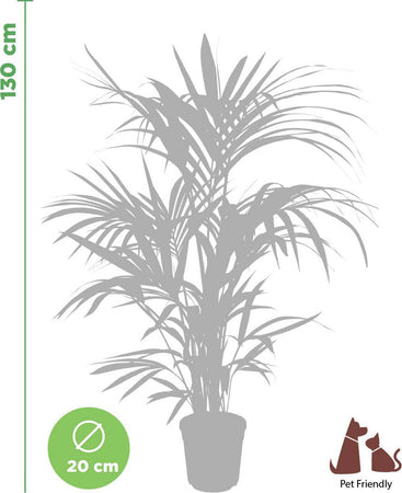 Palma di Kenzia Howea forsteriana (Kentia) Pianta Tropicale in Vaso Giardino e giardinaggio/Giardinaggio/Piante da esterno/Siepi e cespugli Maxbest Plants - Messina, Commerciovirtuoso.it
