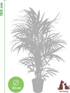 Palma di Kenzia Howea forsteriana (Kentia) Pianta Tropicale in Vaso Giardino e giardinaggio/Giardinaggio/Piante da esterno/Siepi e cespugli Maxbest Plants - Messina, Commerciovirtuoso.it