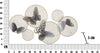 Pannello In Ferro Butterfly Dark Cm 66X5X38 Casa e cucina/Decorazioni per interni/Arte/Poster e stampe Led Mall Home - Napoli, Commerciovirtuoso.it