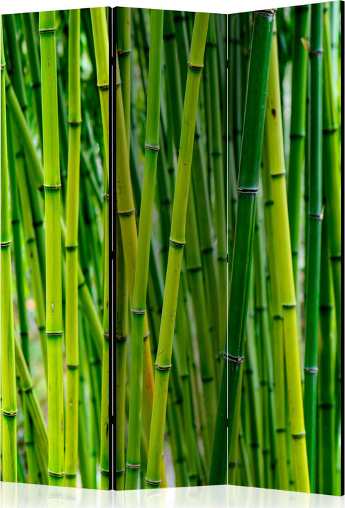 Paravento-Bamboo-Forest-[Room-Dividers]
