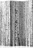 Paravento-Birch-forest-[Room-Dividers]