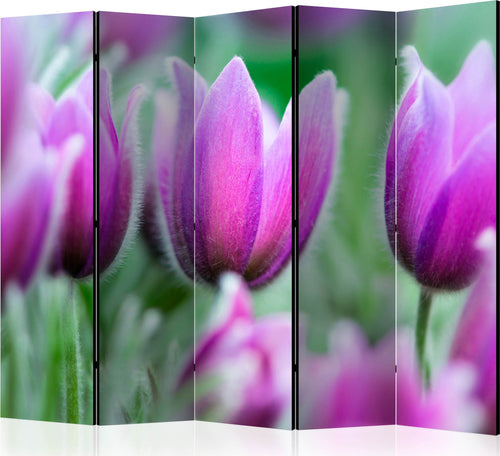 Paravento-Purple-spring-tulips-II-[Room-Dividers]
