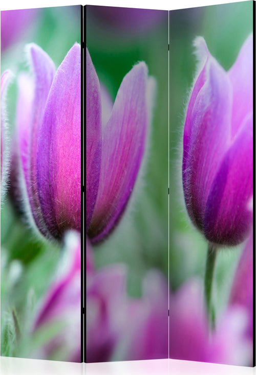 Paravento-Purple-spring-tulips-[Room-Dividers]