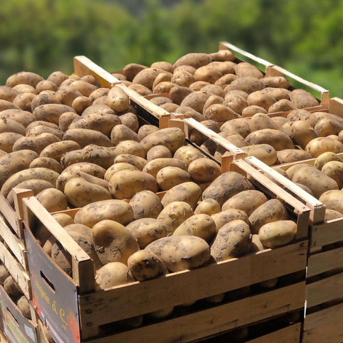 Patata Novella Siciliana 0,75 €/Kg Box 20Kg Il Melograno Peloritano