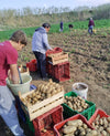 Patata Novella Siciliana 0,75 €/Kg Box 20Kg Il Melograno Peloritano