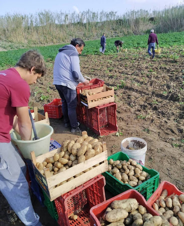 Patata Novella Siciliana 0,75 €/Kg Box 20Kg Il Melograno Peloritano