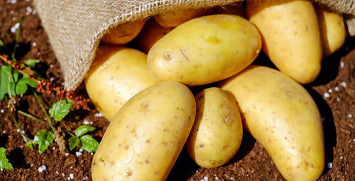 Patate Italiane Agria Gialla Patata Tardiva coltivate in Abruzzo Prodotta in Italia Azienda Agricola Di Berardino Matteo