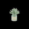 Profumatore 100 ML Melaverde Corallo  Porcellana