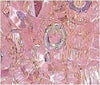 Peach-corona-perline-6-mm