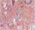 Peach-corona-perline-6-mm