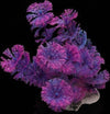 Pianta 11 Cm Piantina Artificiale Per Acquario Piante Finte Plastica Viola Prodotti per animali domestici/Pesci e animali d'acqua/Arredo per acquario/Piante sintetiche Trade Shop italia - Napoli, Commerciovirtuoso.it