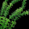 Pianta 30 Cm Piantina Artificiale Per Acquario Piante Finte Plastica Color Verde Prodotti per animali > Prodotti per Acquari > Decorazioni Acquario Trade Shop italia - Napoli, Commerciovirtuoso.it