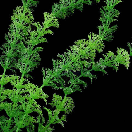 Pianta 30 Cm Piantina Artificiale Per Acquario Piante Finte Plastica Color Verde Prodotti per animali > Prodotti per Acquari > Decorazioni Acquario Trade Shop italia - Napoli, Commerciovirtuoso.it