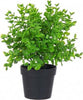 Pianta-artificiale-Yes-Everyday-0171053-Sedum-Verde