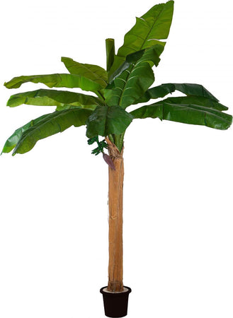 Pianta Banana C/vaso H.240 Cm Bianchi Dino Giardino e giardinaggio/Piante semi e bulbi/Piante da interno/Alberi Loft Uno di Casa - Catania, Commerciovirtuoso.it
