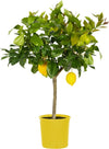 Pianta Di Limone 4 Stagioni - Altezza 80/90 Cm Limone, Agrumi, Pianta Vera, Pianta Da Terrazzo, Albero Da Frutto, Mediterranea Giardino e giardinaggio/Giardinaggio/Piante da esterno/Piante da frutta Maxbest Plants - Messina, Commerciovirtuoso.it