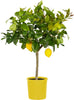 Pianta Di Limone 4 Stagioni - Altezza 80/90 Cm Limone, Agrumi, Pianta Vera, Pianta Da Terrazzo, Albero Da Frutto, Mediterranea Giardino e giardinaggio/Giardinaggio/Piante da esterno/Piante da frutta Maxbest Plants - Messina, Commerciovirtuoso.it