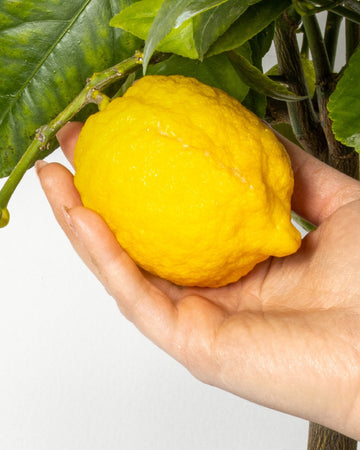 Pianta Di Limone 4 Stagioni - Altezza 80/90 Cm Limone, Agrumi, Pianta Vera, Pianta Da Terrazzo, Albero Da Frutto, Mediterranea Giardino e giardinaggio/Giardinaggio/Piante da esterno/Piante da frutta Maxbest Plants - Messina, Commerciovirtuoso.it