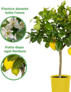 Pianta Di Limone 4 Stagioni - Altezza 80/90 Cm Limone, Agrumi, Pianta Vera, Pianta Da Terrazzo, Albero Da Frutto, Mediterranea Giardino e giardinaggio/Giardinaggio/Piante da esterno/Piante da frutta Maxbest Plants - Messina, Commerciovirtuoso.it