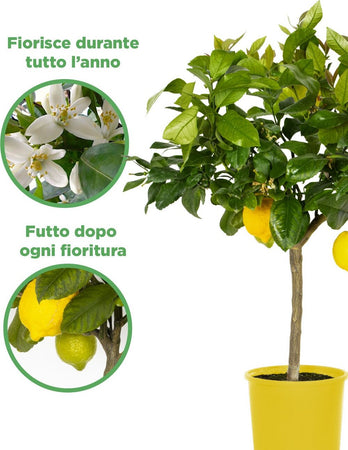 Pianta Di Limone 4 Stagioni - Altezza 80/90 Cm Limone, Agrumi, Pianta Vera, Pianta Da Terrazzo, Albero Da Frutto, Mediterranea Giardino e giardinaggio/Giardinaggio/Piante da esterno/Piante da frutta Maxbest Plants - Messina, Commerciovirtuoso.it
