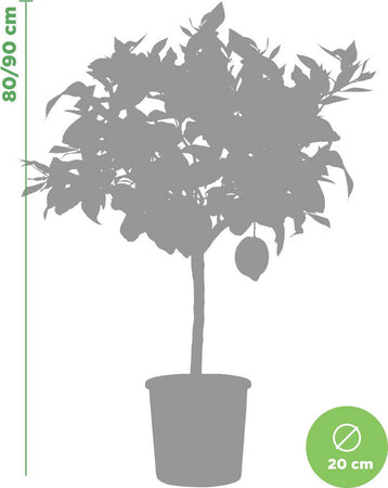 Pianta Di Limone 4 Stagioni - Altezza 80/90 Cm Limone, Agrumi, Pianta Vera, Pianta Da Terrazzo, Albero Da Frutto, Mediterranea Giardino e giardinaggio/Giardinaggio/Piante da esterno/Piante da frutta Maxbest Plants - Messina, Commerciovirtuoso.it