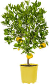 Pianta Di Limone Citrus Limetta Pursha - Altezza 80/90 Cm Limone, Agrumi, Pianta Vera, Pianta Da Terrazzo, Albero Da Frutto, Mediterranea Giardino e giardinaggio/Giardinaggio/Piante da esterno/Piante da frutta Maxbest Plants - Messina, Commerciovirtuoso.it