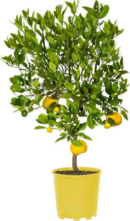 Pianta Di Limone Citrus Limetta Pursha - Altezza 80/90 Cm Limone, Agrumi, Pianta Vera, Pianta Da Terrazzo, Albero Da Frutto, Mediterranea Giardino e giardinaggio/Giardinaggio/Piante da esterno/Piante da frutta Maxbest Plants - Messina, Commerciovirtuoso.it