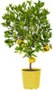 Pianta Di Limone Citrus Limetta Pursha - Altezza 80/90 Cm Limone, Agrumi, Pianta Vera, Pianta Da Terrazzo, Albero Da Frutto, Mediterranea Giardino e giardinaggio/Giardinaggio/Piante da esterno/Piante da frutta Maxbest Plants - Messina, Commerciovirtuoso.it