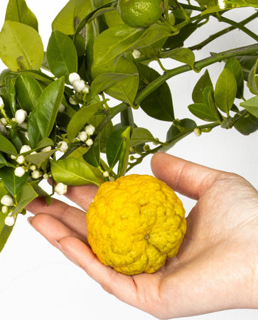 Pianta Di Limone Citrus Limetta Pursha - Altezza 80/90 Cm Limone, Agrumi, Pianta Vera, Pianta Da Terrazzo, Albero Da Frutto, Mediterranea Giardino e giardinaggio/Giardinaggio/Piante da esterno/Piante da frutta Maxbest Plants - Messina, Commerciovirtuoso.it