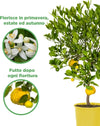 Pianta Di Limone Citrus Limetta Pursha - Altezza 80/90 Cm Limone, Agrumi, Pianta Vera, Pianta Da Terrazzo, Albero Da Frutto, Mediterranea Giardino e giardinaggio/Giardinaggio/Piante da esterno/Piante da frutta Maxbest Plants - Messina, Commerciovirtuoso.it