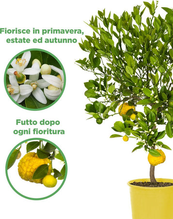 Pianta Di Limone Citrus Limetta Pursha - Altezza 80/90 Cm Limone, Agrumi, Pianta Vera, Pianta Da Terrazzo, Albero Da Frutto, Mediterranea Giardino e giardinaggio/Giardinaggio/Piante da esterno/Piante da frutta Maxbest Plants - Messina, Commerciovirtuoso.it