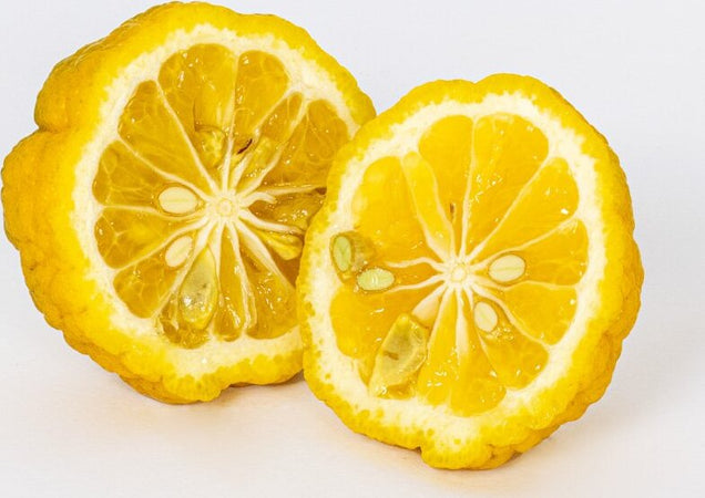 Pianta Di Limone Citrus Limetta Pursha - Altezza 80/90 Cm Limone, Agrumi, Pianta Vera, Pianta Da Terrazzo, Albero Da Frutto, Mediterranea Giardino e giardinaggio/Giardinaggio/Piante da esterno/Piante da frutta Maxbest Plants - Messina, Commerciovirtuoso.it