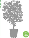 Pianta Di Limone Citrus Limetta Pursha - Altezza 80/90 Cm Limone, Agrumi, Pianta Vera, Pianta Da Terrazzo, Albero Da Frutto, Mediterranea Giardino e giardinaggio/Giardinaggio/Piante da esterno/Piante da frutta Maxbest Plants - Messina, Commerciovirtuoso.it