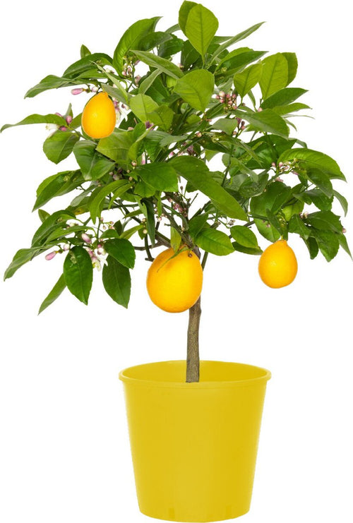 Pianta Di Limone Citrus Limon Meyer - Altezza 50/60 Cm Limone, Agrumi, Pianta Vera, Pianta Da Terrazzo, Albero Da Frutto, Mediterranea Giardino e giardinaggio/Giardinaggio/Piante da esterno/Piante da frutta Maxbest Plants - Messina, Commerciovirtuoso.it