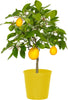 Pianta Di Limone Citrus Limon Meyer - Altezza 50/60 Cm Limone, Agrumi, Pianta Vera, Pianta Da Terrazzo, Albero Da Frutto, Mediterranea Giardino e giardinaggio/Giardinaggio/Piante da esterno/Piante da frutta Maxbest Plants - Messina, Commerciovirtuoso.it