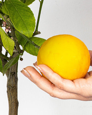 Pianta Di Limone Citrus Limon Meyer - Altezza 50/60 Cm Limone, Agrumi, Pianta Vera, Pianta Da Terrazzo, Albero Da Frutto, Mediterranea Giardino e giardinaggio/Giardinaggio/Piante da esterno/Piante da frutta Maxbest Plants - Messina, Commerciovirtuoso.it