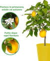 Pianta Di Limone Citrus Limon Meyer - Altezza 50/60 Cm Limone, Agrumi, Pianta Vera, Pianta Da Terrazzo, Albero Da Frutto, Mediterranea Giardino e giardinaggio/Giardinaggio/Piante da esterno/Piante da frutta Maxbest Plants - Messina, Commerciovirtuoso.it