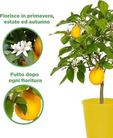 Pianta Di Limone Citrus Limon Meyer - Altezza 50/60 Cm Limone, Agrumi, Pianta Vera, Pianta Da Terrazzo, Albero Da Frutto, Mediterranea Giardino e giardinaggio/Giardinaggio/Piante da esterno/Piante da frutta Maxbest Plants - Messina, Commerciovirtuoso.it
