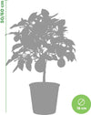 Pianta Di Limone Citrus Limon Meyer - Altezza 50/60 Cm Limone, Agrumi, Pianta Vera, Pianta Da Terrazzo, Albero Da Frutto, Mediterranea Giardino e giardinaggio/Giardinaggio/Piante da esterno/Piante da frutta Maxbest Plants - Messina, Commerciovirtuoso.it
