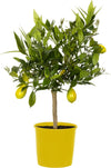 Pianta Di Limone Limequat Limonia X Fortunella - Altezza 80/90 Cm Limone, Agrumi, Pianta Vera, Pianta Da Terrazzo, Albero Da Frutto, Mediterranea Giardino e giardinaggio/Giardinaggio/Piante da esterno/Piante da frutta Maxbest Plants - Messina, Commerciovirtuoso.it