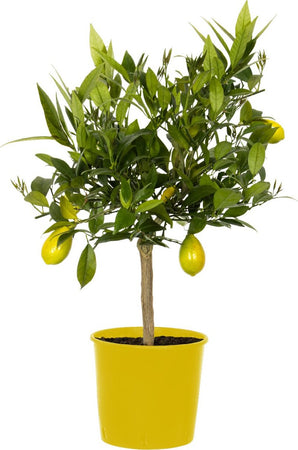 Pianta Di Limone Limequat Limonia X Fortunella - Altezza 80/90 Cm Limone, Agrumi, Pianta Vera, Pianta Da Terrazzo, Albero Da Frutto, Mediterranea Giardino e giardinaggio/Giardinaggio/Piante da esterno/Piante da frutta Maxbest Plants - Messina, Commerciovirtuoso.it