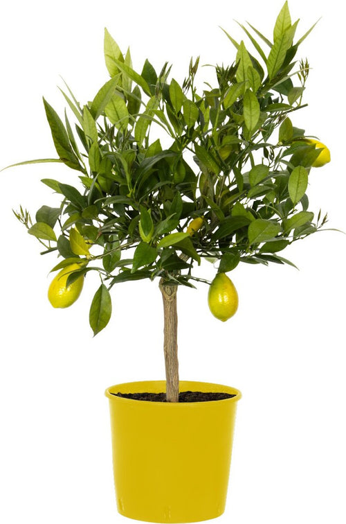 Pianta Di Limone Limequat Limonia X Fortunella - Altezza 80/90 Cm Limone, Agrumi, Pianta Vera, Pianta Da Terrazzo, Albero Da Frutto, Mediterranea Giardino e giardinaggio/Giardinaggio/Piante da esterno/Piante da frutta Maxbest Plants - Messina, Commerciovirtuoso.it