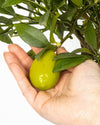 Pianta Di Limone Limequat Limonia X Fortunella - Altezza 80/90 Cm Limone, Agrumi, Pianta Vera, Pianta Da Terrazzo, Albero Da Frutto, Mediterranea Giardino e giardinaggio/Giardinaggio/Piante da esterno/Piante da frutta Maxbest Plants - Messina, Commerciovirtuoso.it