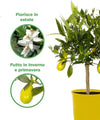 Pianta Di Limone Limequat Limonia X Fortunella - Altezza 80/90 Cm Limone, Agrumi, Pianta Vera, Pianta Da Terrazzo, Albero Da Frutto, Mediterranea Giardino e giardinaggio/Giardinaggio/Piante da esterno/Piante da frutta Maxbest Plants - Messina, Commerciovirtuoso.it