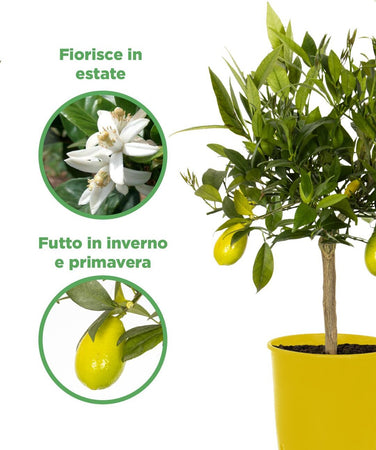 Pianta Di Limone Limequat Limonia X Fortunella - Altezza 80/90 Cm Limone, Agrumi, Pianta Vera, Pianta Da Terrazzo, Albero Da Frutto, Mediterranea Giardino e giardinaggio/Giardinaggio/Piante da esterno/Piante da frutta Maxbest Plants - Messina, Commerciovirtuoso.it