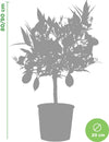 Pianta Di Limone Limequat Limonia X Fortunella - Altezza 80/90 Cm Limone, Agrumi, Pianta Vera, Pianta Da Terrazzo, Albero Da Frutto, Mediterranea Giardino e giardinaggio/Giardinaggio/Piante da esterno/Piante da frutta Maxbest Plants - Messina, Commerciovirtuoso.it