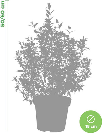 Pianta di Mirto - altezza 50/60 cm Pianta vera in vaso, Pianta da Terrazzo, Cespuglio Giardino e giardinaggio/Giardinaggio/Piante da esterno/Piante da frutta Maxbest Plants - Messina, Commerciovirtuoso.it