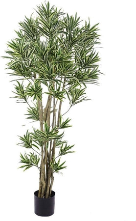 Pianta Dracena Reflexa 155 Cm Bianchi Dino Giardino e giardinaggio/Piante semi e bulbi/Piante da interno/Alberi Loft Uno di Casa - Catania, Commerciovirtuoso.it