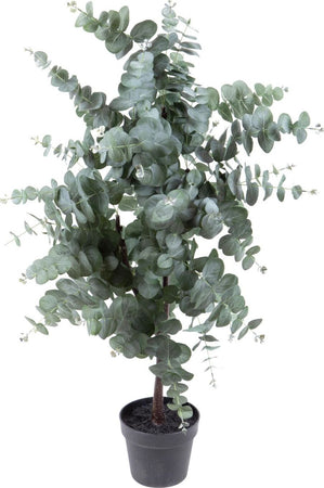 Pianta Eucalyptus 110 Cm C/vaso Bianchi Dino Giardino e giardinaggio/Piante semi e bulbi/Piante da interno/Felci Loft Uno di Casa - Catania, Commerciovirtuoso.it
